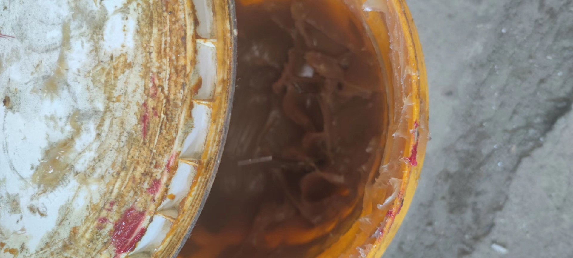 黄色油脂--普通油脂.jpg